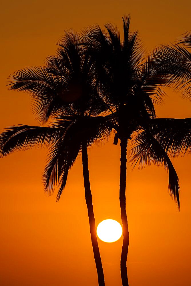 The sun in a glowing orange sky, viewed between two pine tree trunks