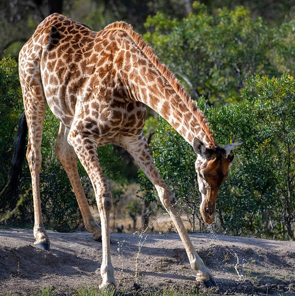 A giraffe, Giraffa, bends down to drink water.