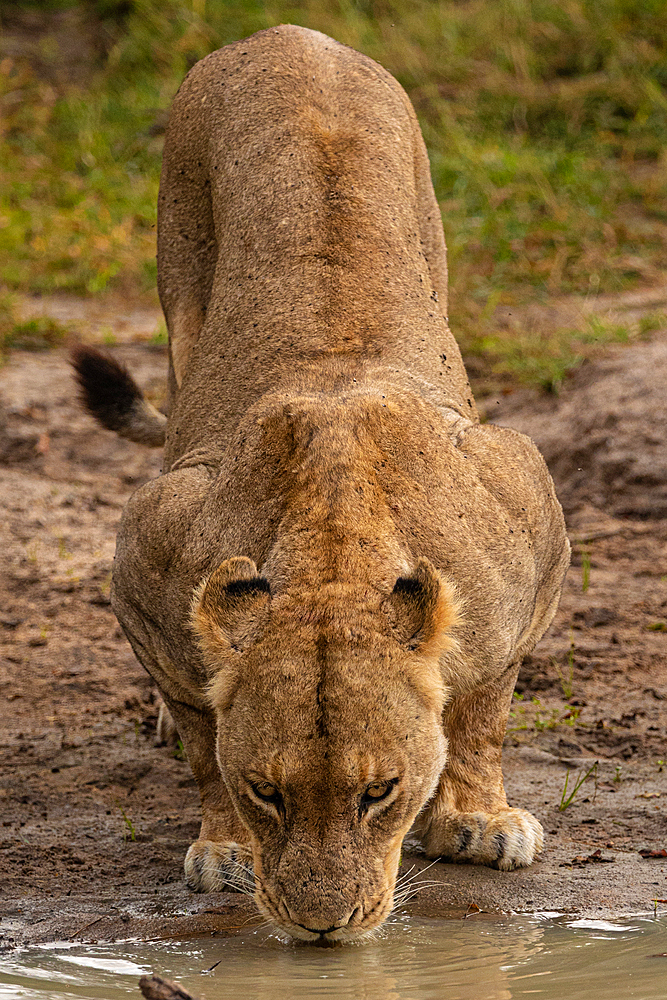 A lioness, Panthera leo, crouches down to drink water.