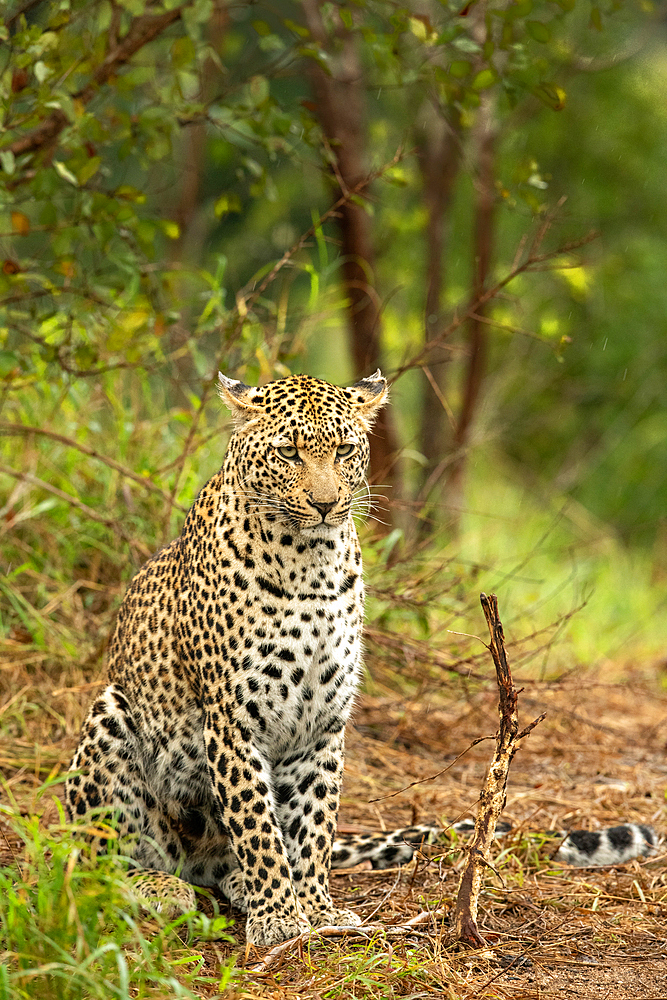A leopard, Panthera pardus, sitting and looking out, Londolozi Wildlife Reserve, Sabi Sands, South Africa