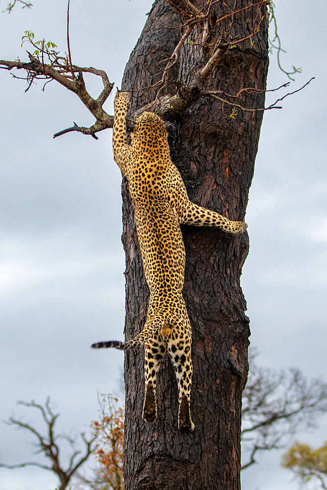 A male leopard, Panthera pardus, climbing up a tree, Londolozi Wildlife Reserve, Sabi Sands, South Africa