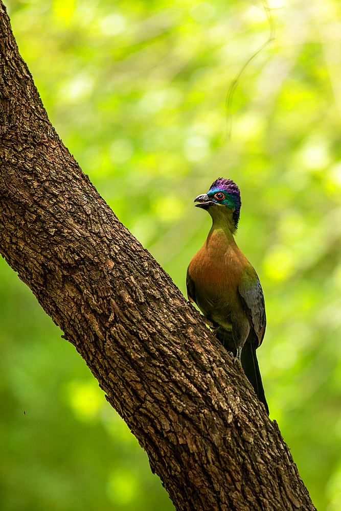 A Purple Crested Turaco, Gallirex porphyreolophus, on a branch.