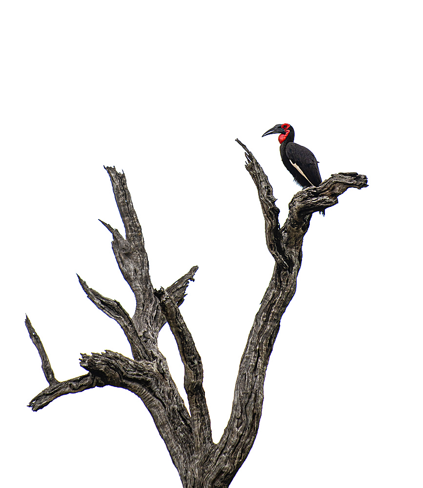 A ground hornbill, Bucorvus leadbeateri, sitting on a branch.