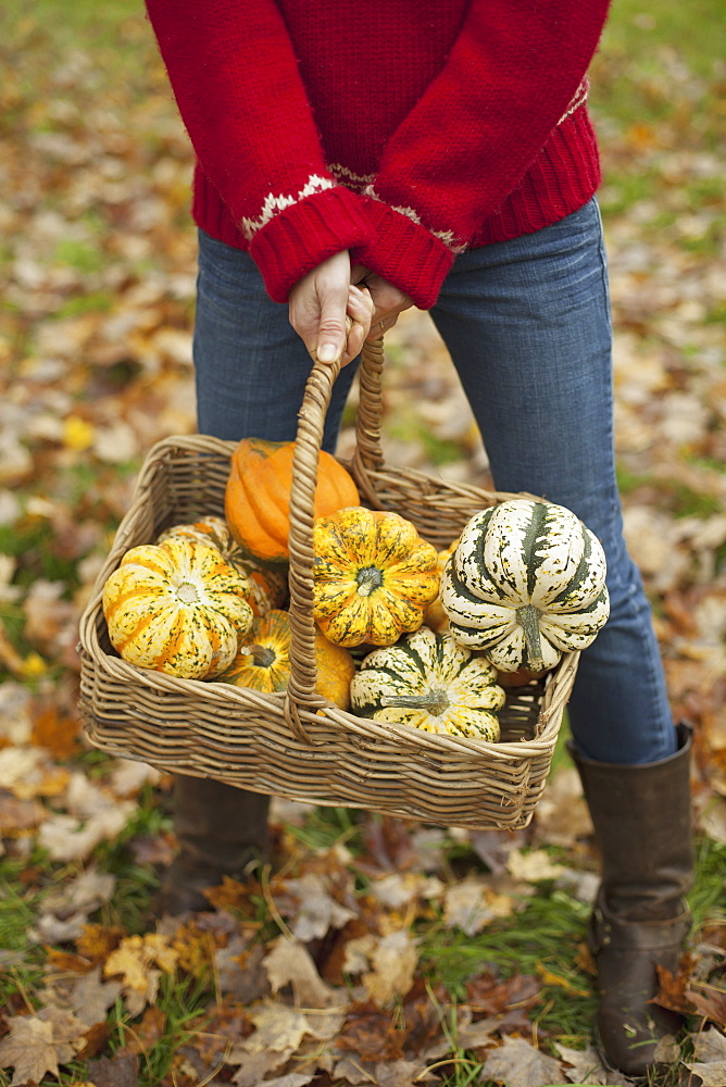 A woman in a red knitted jumper holding a basket of vegetables, gourds and squashes. Organic farming, Woodstock, New York, USA