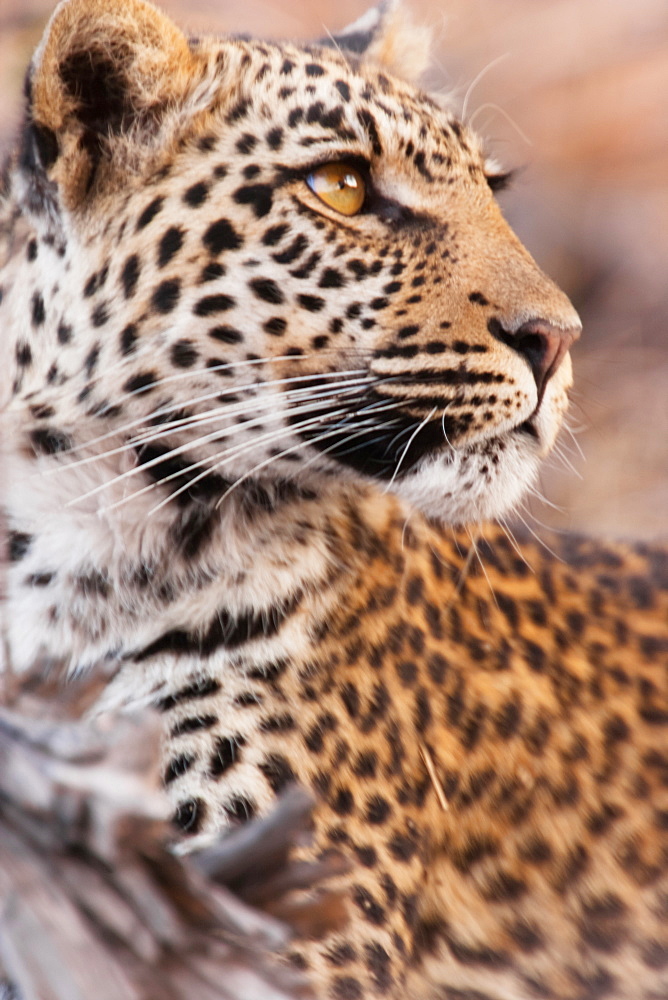 Leopard, Chobe National Park, Botswana, Chobe National Park, Botswana