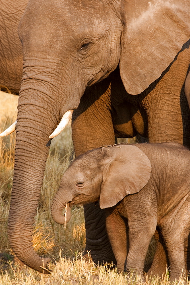 African elephant and calf, Okavango Delta, Botswana, Botswana