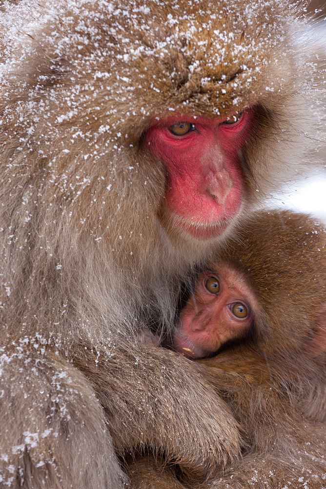 Japanese Macaques, Japanese Alps, Honshu Island, Japan, Honshu Island, Japan