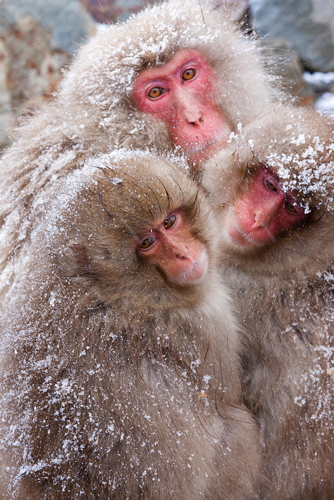 Japanese Macaques, Japanese Alps, Honshu Island, Japan, Honshu Island, Japan