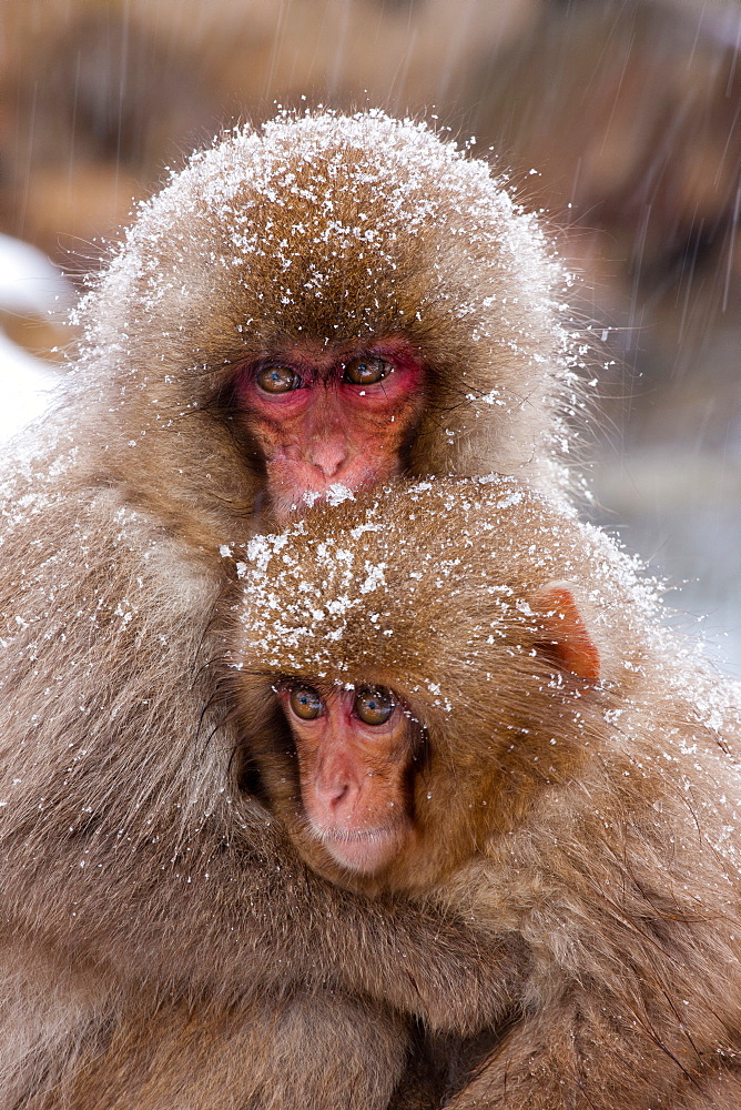 Japanese Macaques, Japanese Alps, Honshu Island, Japan, Honshu Island, Japan