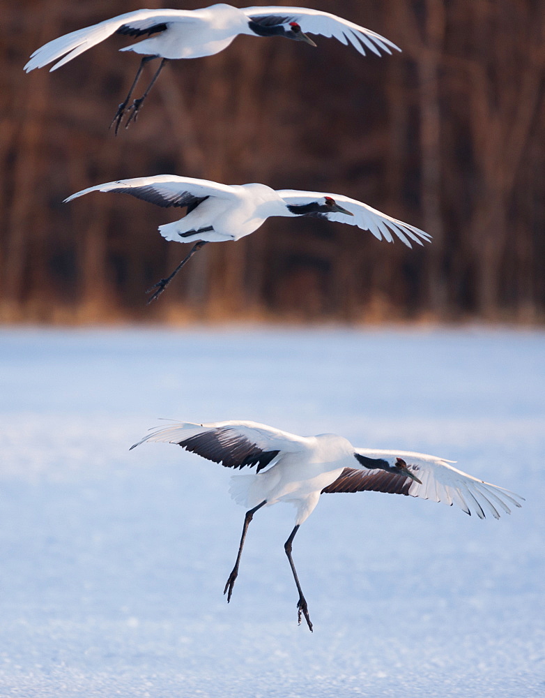 Japanese cranes, Hokkaido, Japan, Hokkaido, Japan