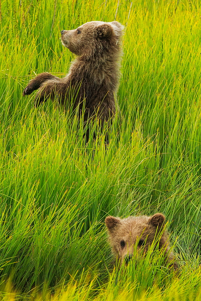 Brown bear cubs, Lake Clark National Park, Alaska, USA, Lake Clark National Park, Alaska, USA