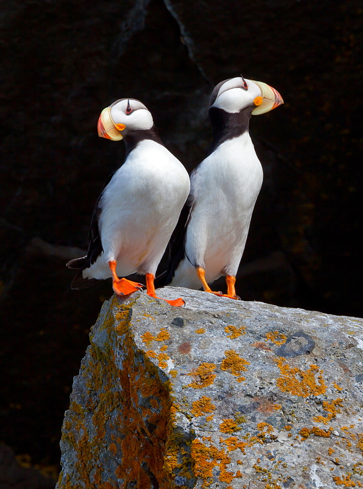 White-chested puffins, Fratercula corniculata, Horned puffins, Lake Clark National Park, Alaska, USA, Lake Clark National Park, Alaska, USA