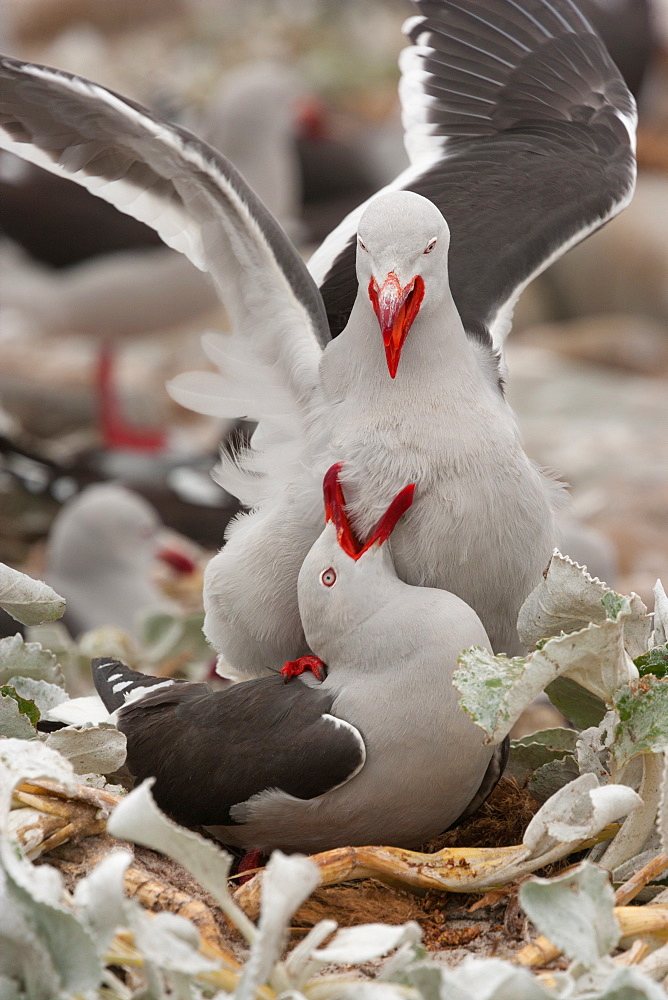 Dolphin gulls, Falkland Islands, Falkland Islands