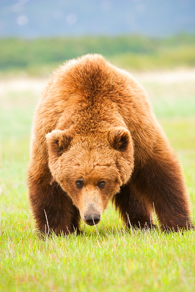 Brown bears, Katmai National Park, Alaska, USA