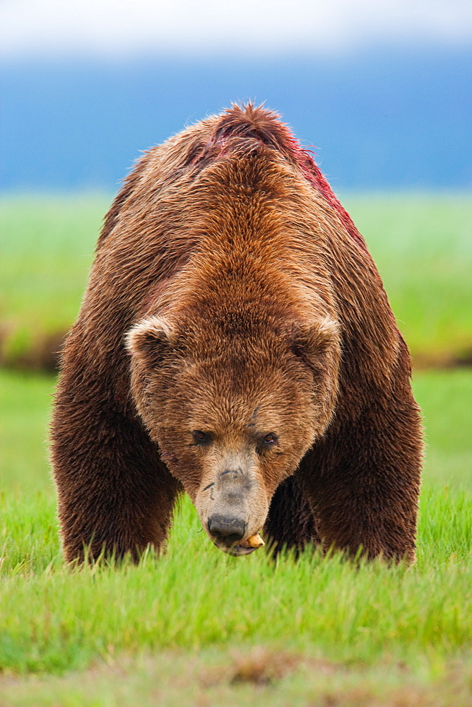 Brown bear, Katmai National Park, Alaska, USA