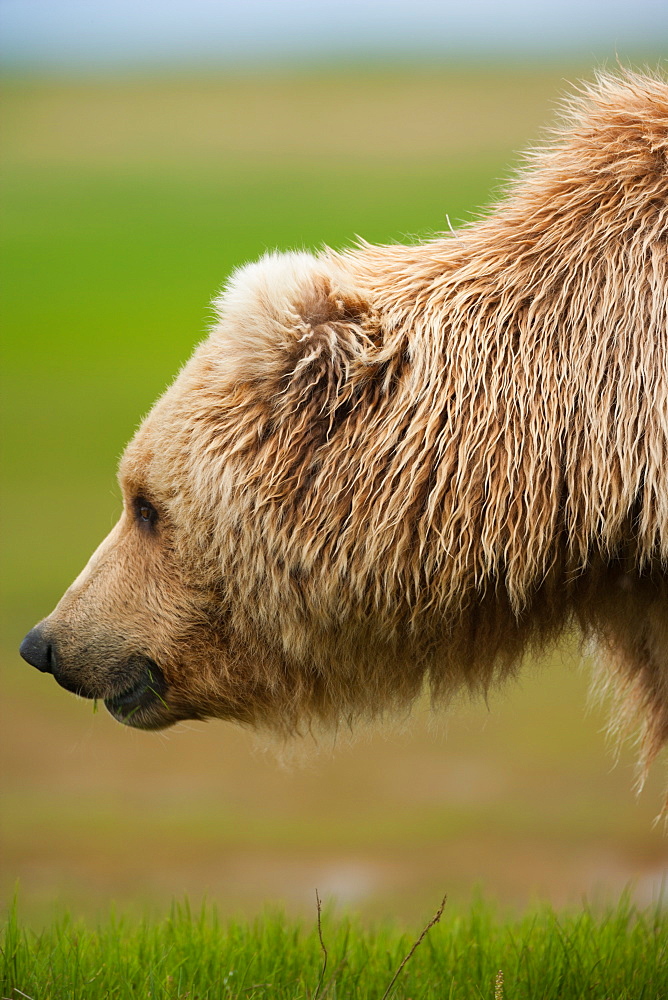 Brown bears, Katmai National Park, Alaska, USA