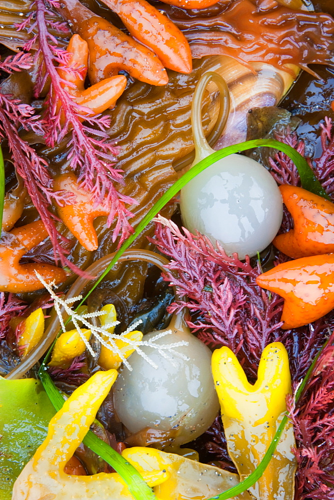 Seaweed, kelp, and sea shells on the coast of Alaska, Alaska, USA