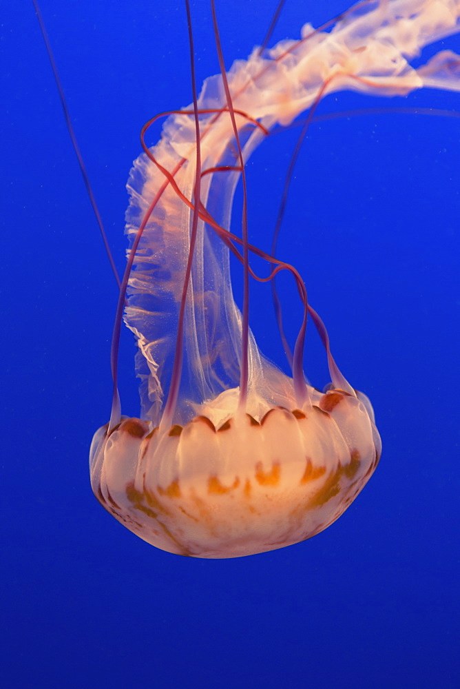 Sea nettle jellyfish in a water tank, underwater, with long tentacles, Monterey County, California, USA