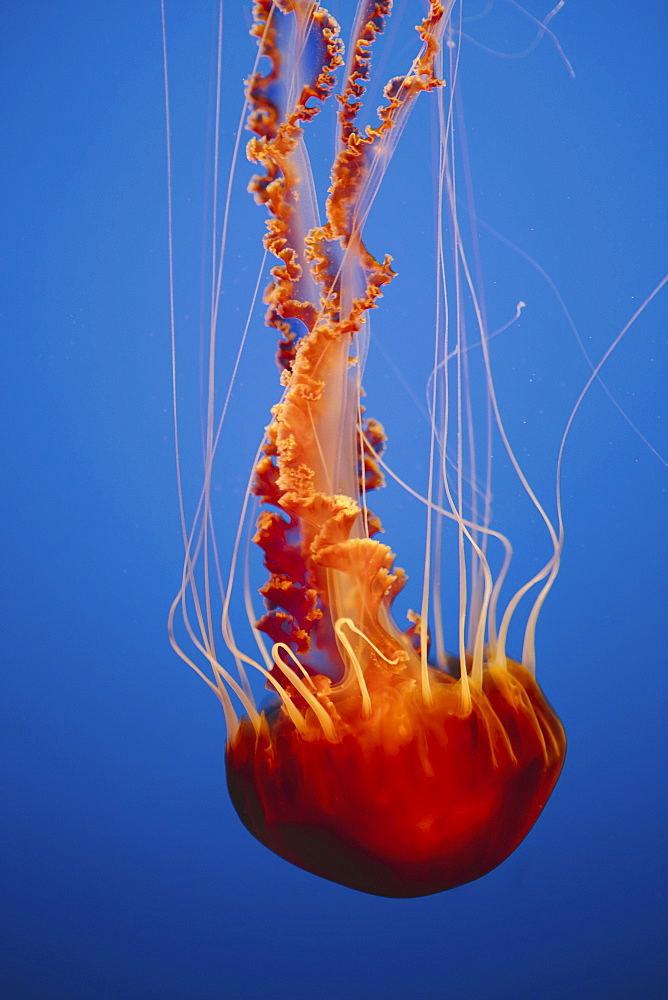 Black sea nettle jellyfish underwater, in the Monterey Bay Aquarium, Monterey County, California, USA