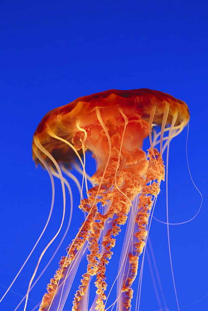 Black sea nettle jellyfish underwater, in the Monterey Bay Aquarium, Monterey County, California, USA