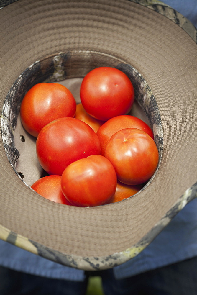 A clutch of fresh ripe red tomatoes, collected in an upturned hat, Woodstock, New York, USA