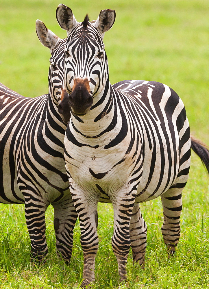 Plains zebras, Ngorongoro Conservation Area, Tanzania, Ngorongoro Conservation Area, Tanzania