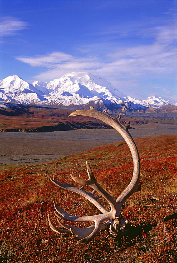 Tundra and caribou antlers in Denali National Park, Alaska in the fall. Mount McKinley in the background, Denali National Park, Alaska, USA