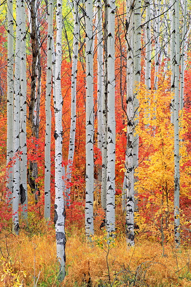 A forest of aspen and maple trees in the Wasatch mountains, with striking yellow and red autumn foliage, Wasatch Mountains, Utah, USA