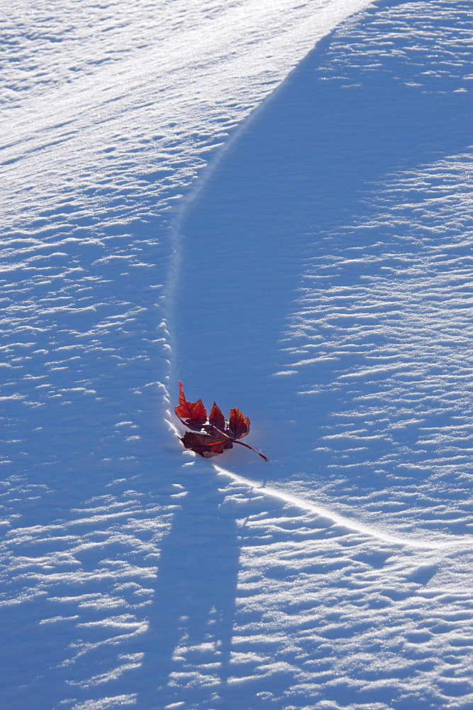 An autumnal red maple leaf lying on snow, Utah, USA