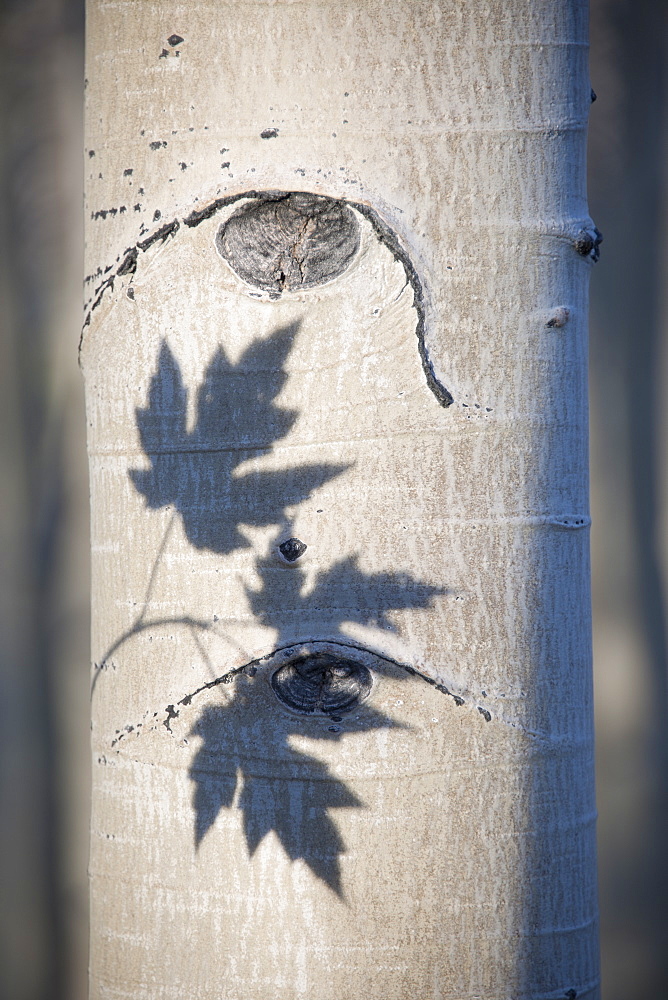 An aspen tree with smooth white bark. The outline shadow of three maple leaves on the trunk, Utah, USA