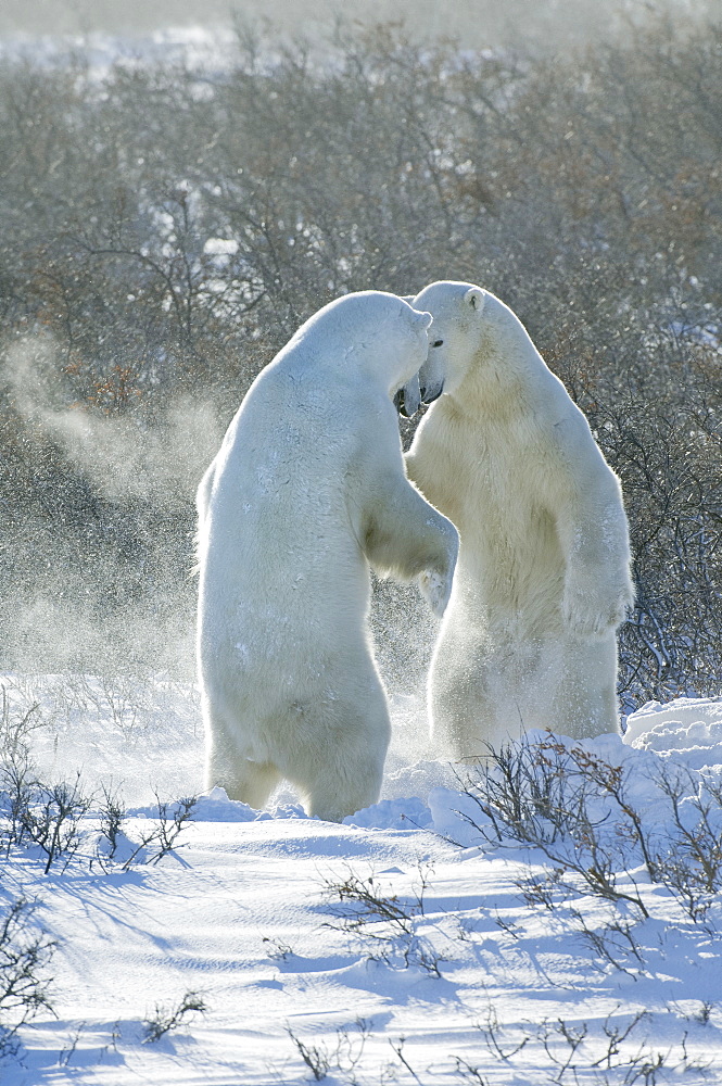 Polar bears in the wild. A powerful predator and a vulnerable or potentially endangered species, Manitoba, Canada