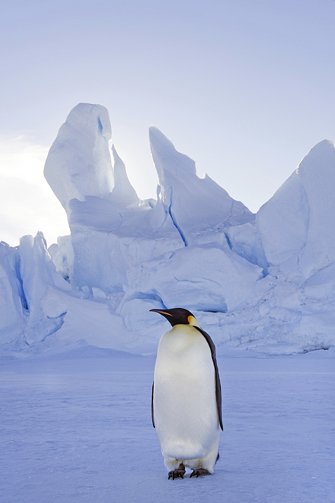 An adult Emperor penguin standing on the ice in shadow, with head turned sideways, on Snow Hill island in the Weddell Sea, Weddell Sea, Snow Hill Island, Antarctica