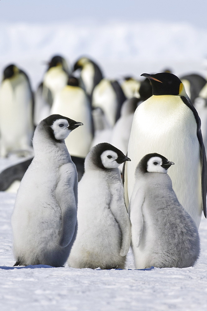 A group of emperor penguins standing on the ice on Snow Hill Island, Weddell Sea, Snow Hill Island, Antarctica