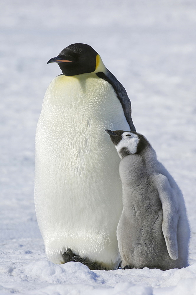 Two Emperor penguins, an adult bird and a chick, side by side, on the ice, Weddell Sea, Snow Hill Island, Antarctica