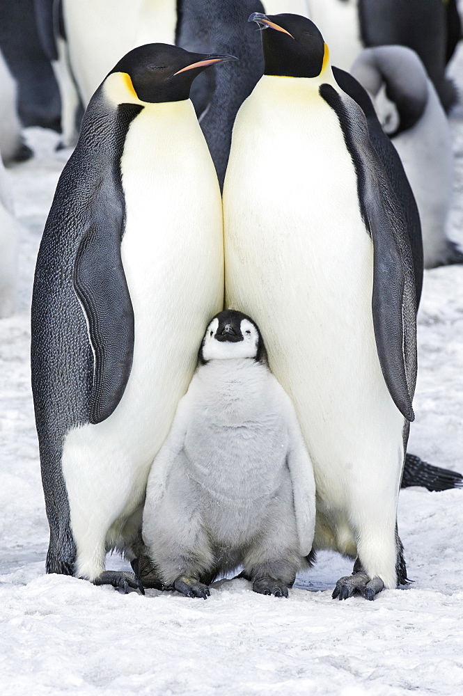 Two adult Emperor penguins and a baby chick nestling between them, Weddell Sea, Snow Hill Island, Antarctica