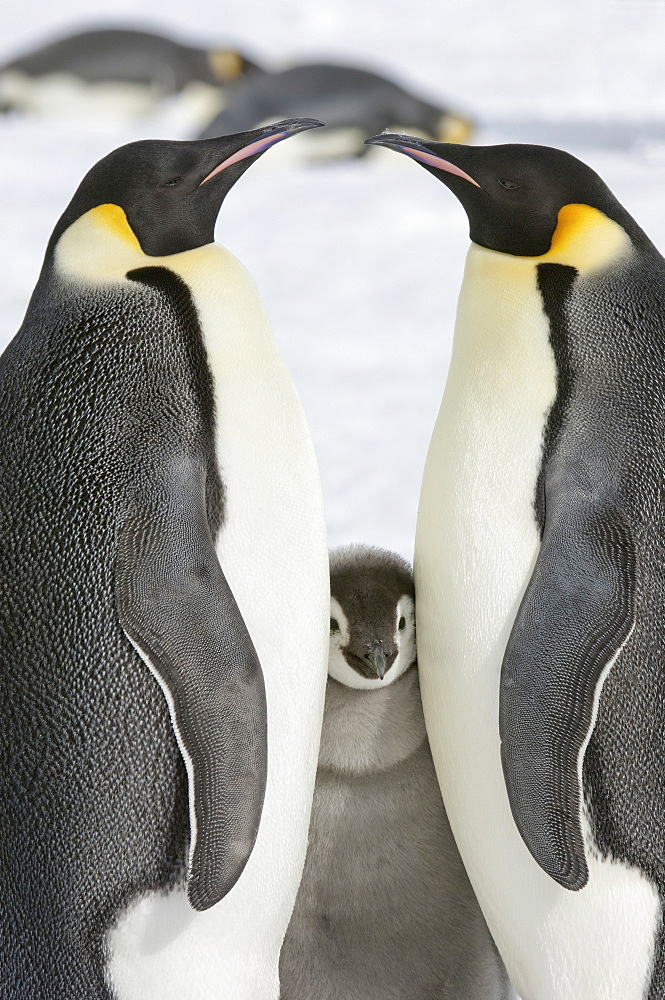 Two adult Emperor penguins and a baby chick nestling between them, Weddell Sea, Snow Hill Island, Antarctica