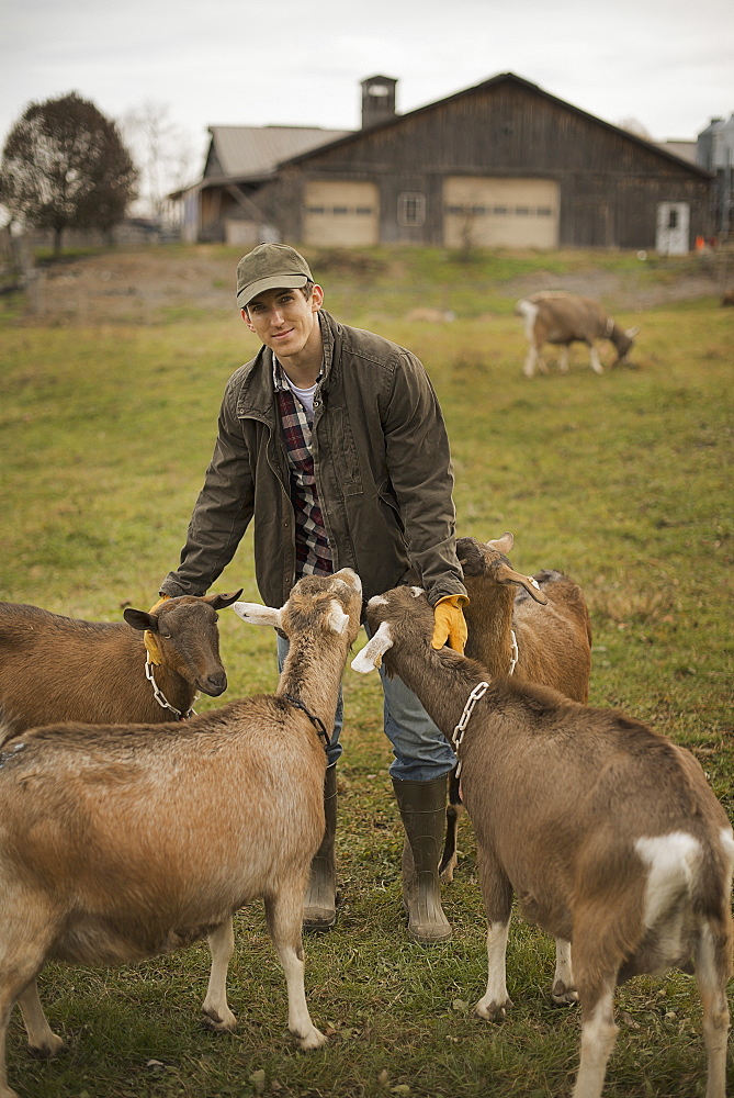 A small organic dairy farm with a mixed herd of cows and goats. Farmer working and tending to the animals, Pine Bush, New York, USA