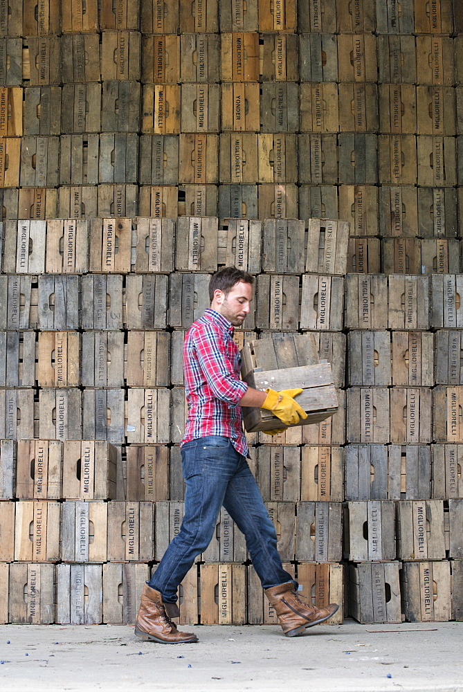 A farmyard. A stack of traditional wooden crates for packing fruit and vegetables. A man carrying an empty crate, Rhinebeck, New York, USA