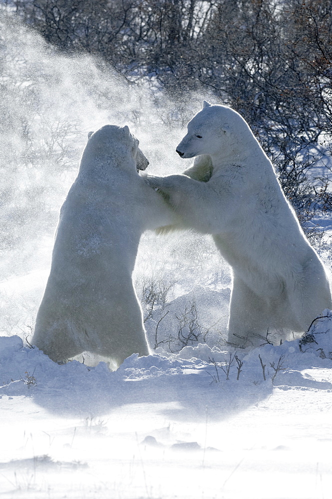 Two polar bears standing upright on their hind legs wrestling each other, Nunavut, Canada