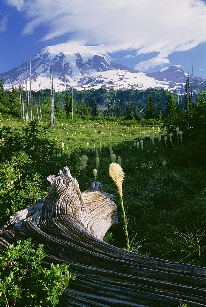 Bear grass in flower, and a large weathered fallen tree in the grassland of Mount Rainier national park, Mount Rainer, Mount Rainer National Park, Washington, USA