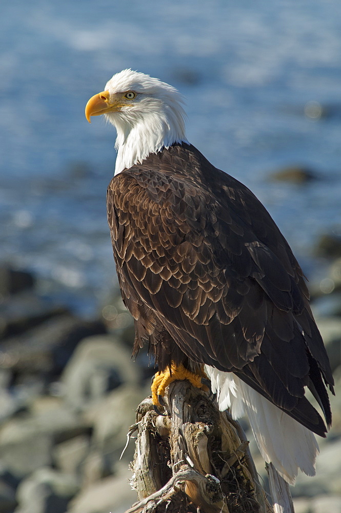 A bald eagle, Haliaeetus leucocephalus, perched on a rock, Sitka, Alaska, USA