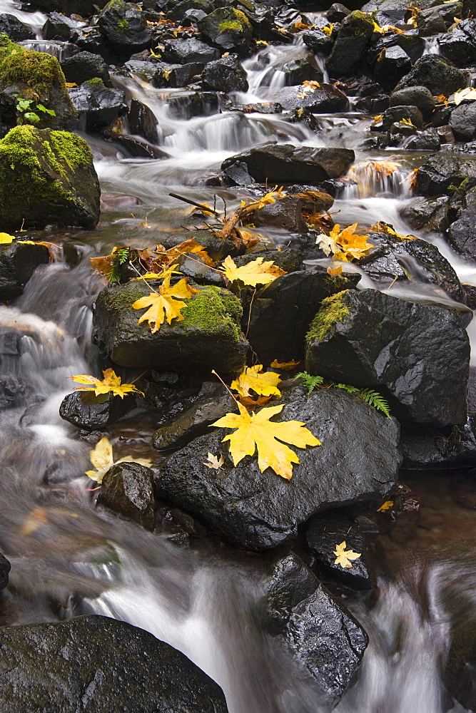 Autumn maple leaves on the smooth rocks at Starvation Creek falls in the Columbia River Gorge, Starvation Creek Falls, Columbia River Gorge, Oregon, USA