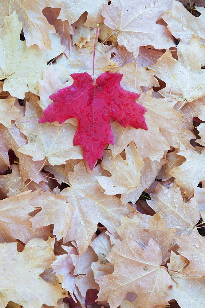 A red autumnal coloured maple leaf on a background of brown leaves, Wasatch national forest, Utah, USA