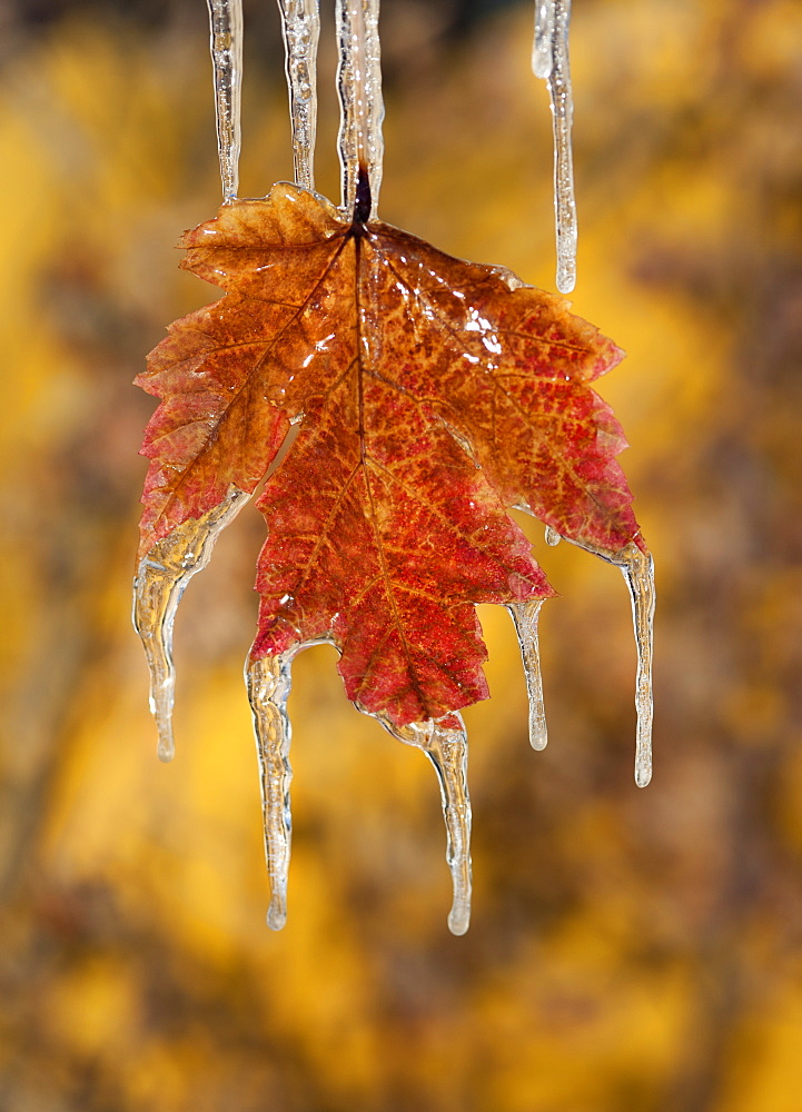 A red brown maple leaf, in autumn. Icicles hanging off the tips, Wasatch national forest, Utah, USA