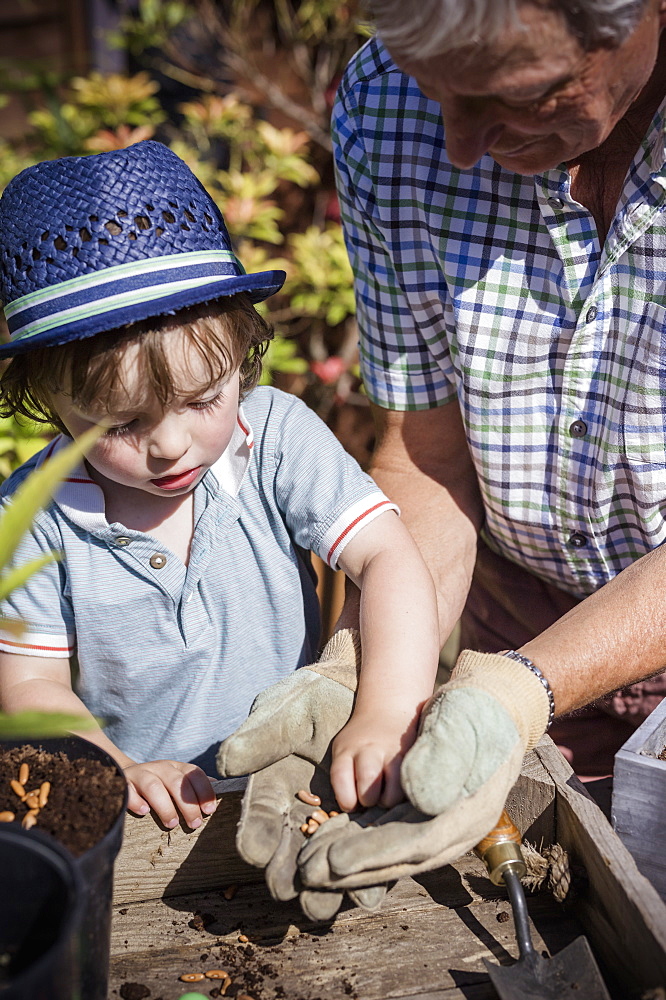 Man and a young child gardening, planting seeds, England