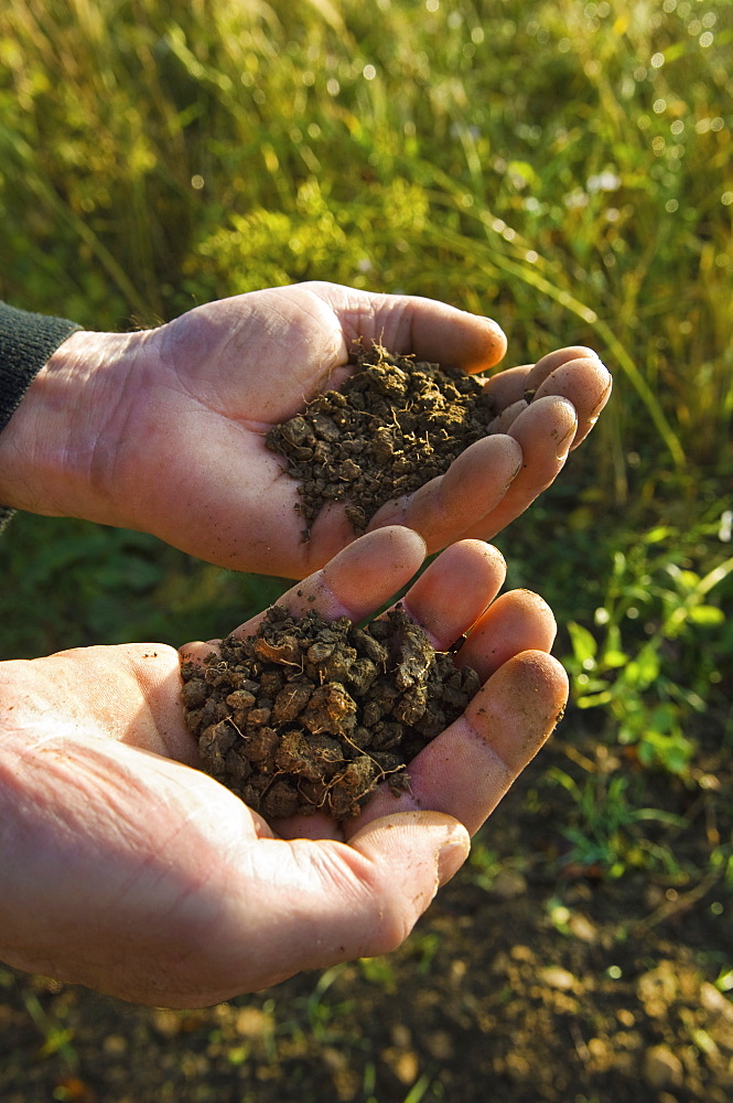 Close up of a man's hands holding soil samplesFarmer soil sampling, Gloucestershire, England