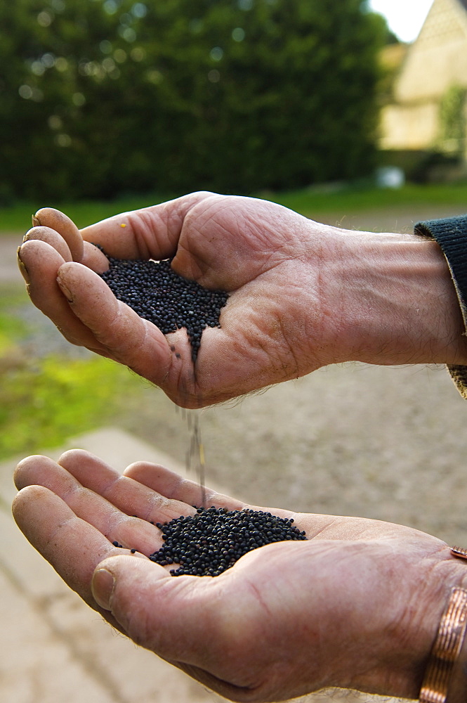 Close up of a man's hands pouring rape oil seeds from one hand into the otherOil seed rape, Gloucestershire, England