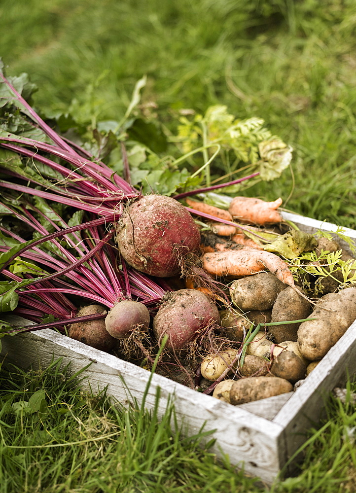 Wooden box full of freshly picked vegetables, including carrots, beetroots and potatoesAllotment, England