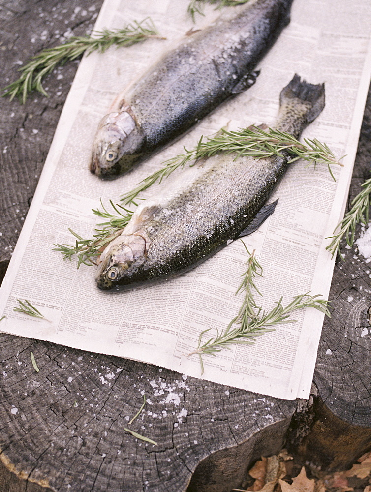 Two fresh fish lying on a tree trunk, Millcreek, Utah, United States of America