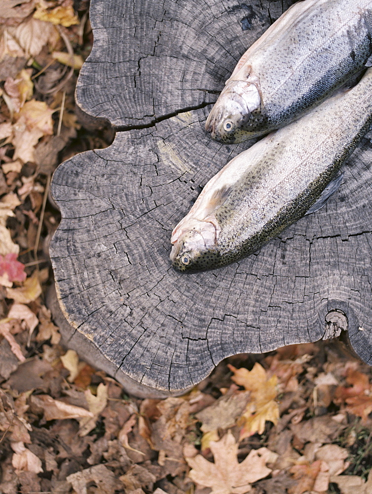 Two fresh fish lying on a tree trunk, Millcreek, Utah, United States of America